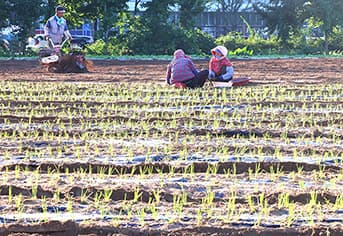 농촌 일자리 확 늘린다! 2026년 상반기 계절근로 9만 명 이상 역대 최대, 안전 보장까지 받는다