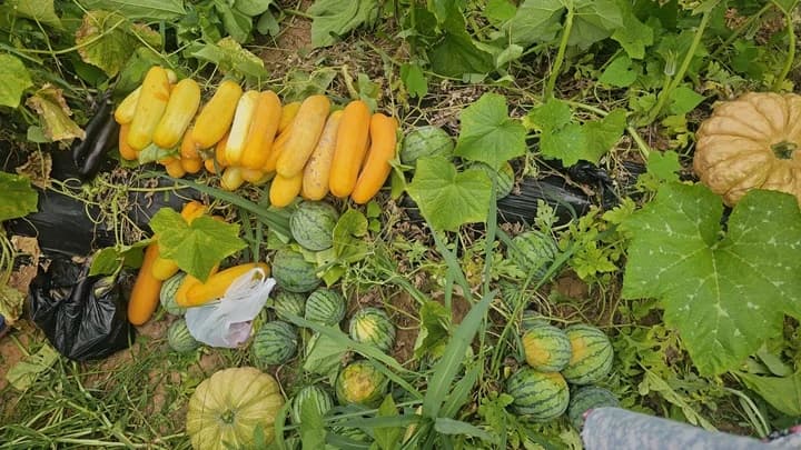 7~9월 벌쏘임·뱀물림 사고 집중…야외활동 안전복장 필수