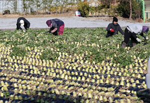 농촌 주민 주목! 정부, 생활서비스 공동체 300개로 늘리고 왕진버스, 이동장터 혜택 대폭 확대한다