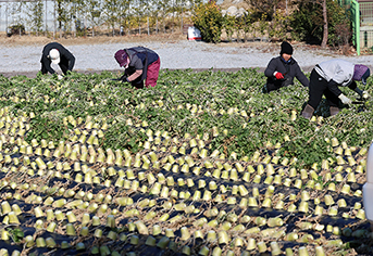 농촌 주민 주목! 정부, 생활서비스 공동체 300개로 늘리고 왕진버스, 이동장터 혜택 대폭 확대한다