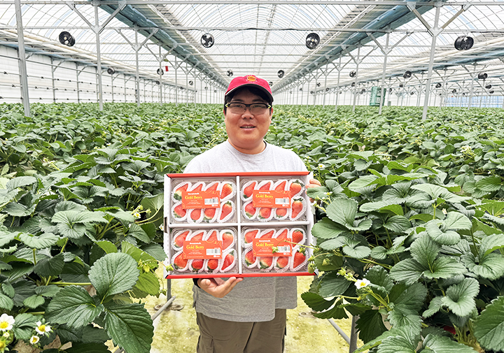 K-딸기 세계 시장 정복! 우리 식탁에도 프리미엄 과일 쏟아진다