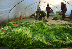 외국인 계절노동자, 이제 안심하고 일한다! 정부, 특별점검으로 인권 보호에 나선다